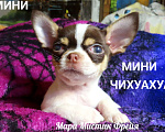 Собаки в Санкт-Петербурге: Мини чихуахуа с гарантией веса,размера,здоровья Мальчик, 120 000 руб. - фото 10