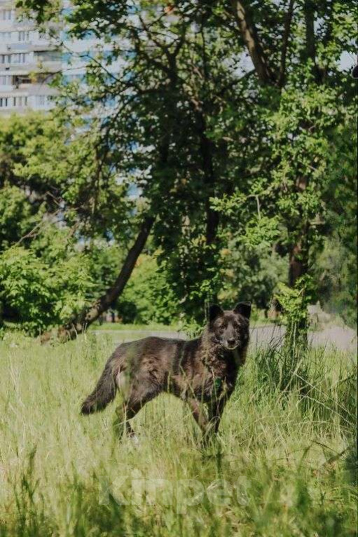 Собаки в Москве: Мик Мальчик, Бесплатно - фото 5