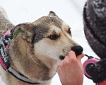 Собаки в Москве: Собака, пережившая ад Девочка, Бесплатно - фото 3