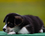 Собаки в Твери: Щенки вельш-корги-пемброк Мальчик, Бесплатно - фото 7
