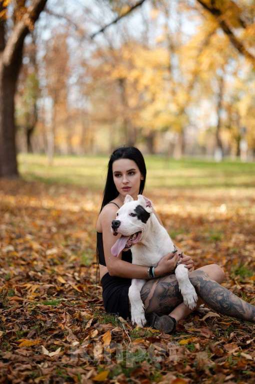 Собаки в Ростове-на-Дону: Аргентинский дог Мальчик, Бесплатно - фото 1