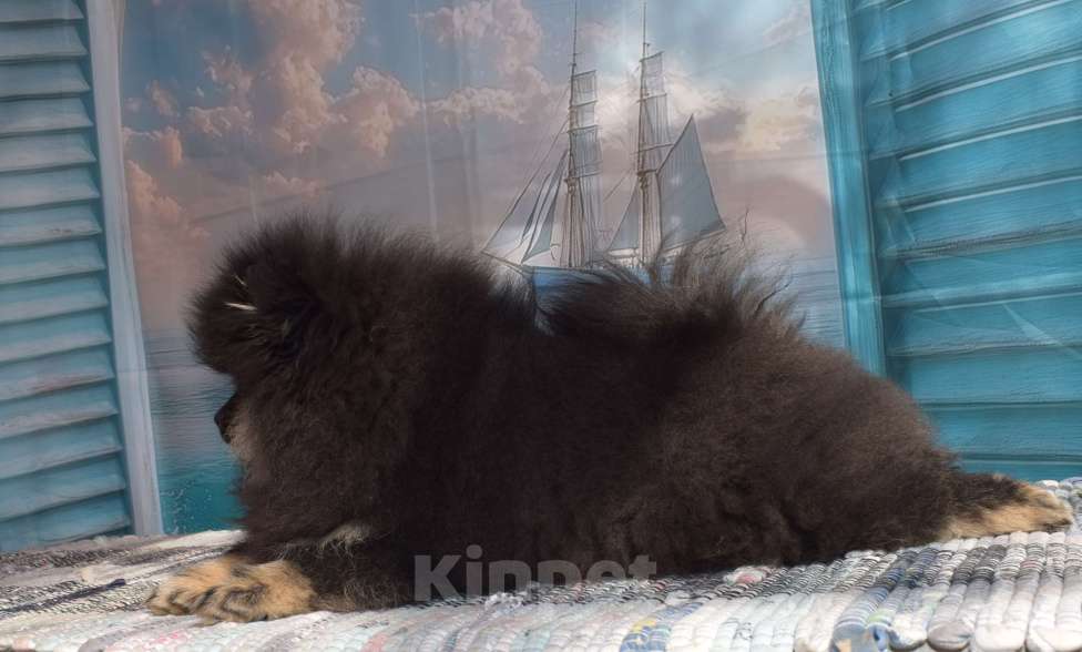 Собаки в Волгодонске: Померанский шпиц РКФ Девочка, 50 000 руб. - фото 3