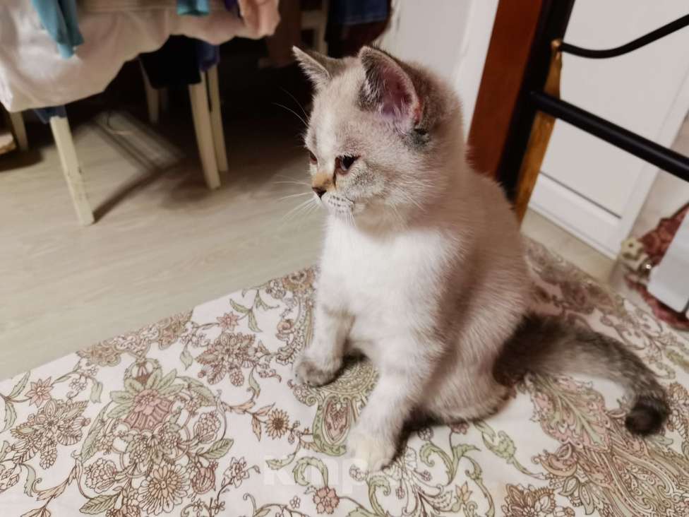 Кошки в Москве: Британские котята  Девочка, 10 000 руб. - фото 2