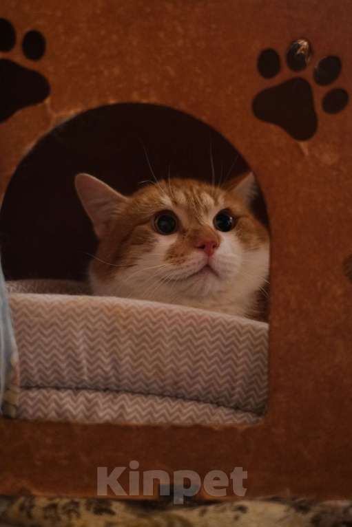 Кошки в Санкт-Петербурге: Котик Рыжик из приюта в добрые руки Мальчик, Бесплатно - фото 4