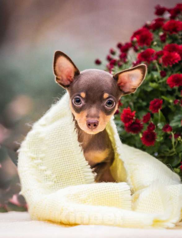 Собаки в Ростове-на-Дону: Щенок русский той-терьер от титулованных родителей Мальчик, 50 000 руб. - фото 2