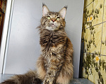 Кошки в Москве: Котёнок Мейн-кун Девочка Девочка, 30 000 руб. - фото 7