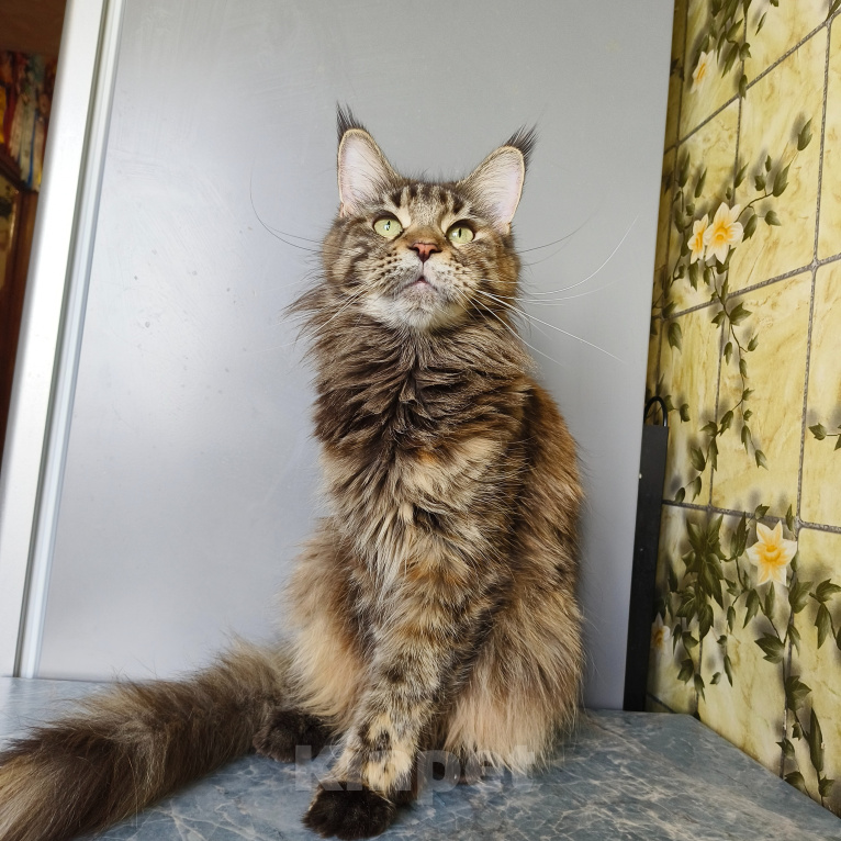 Кошки в Москве: Котёнок Мейн-кун Девочка Девочка, 30 000 руб. - фото 7