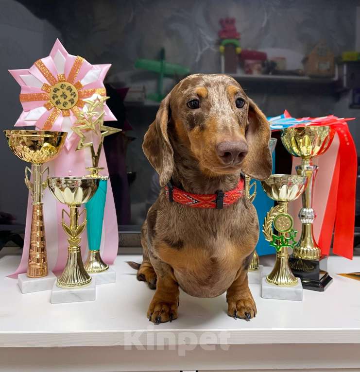 Собаки в Москве: Миниатюрный коричнево-мраморный кобель, вязка Мальчик, Бесплатно - фото 6