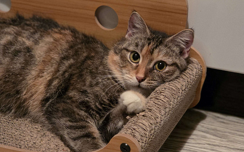 Наиласковейшая девочка Муля ждёт семью