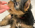 Собаки в Москве: Щенки йоркширского терьера  Мальчик, 30 000 руб. - фото 4