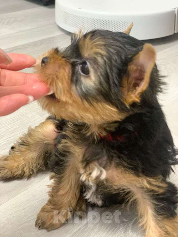 Собаки в Москве: Щенки йоркширского терьера  Мальчик, 30 000 руб. - фото 4
