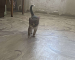Кошки в Нижнем Новгороде: Отдам кошечку в добрые руки  Девочка, Бесплатно - фото 6