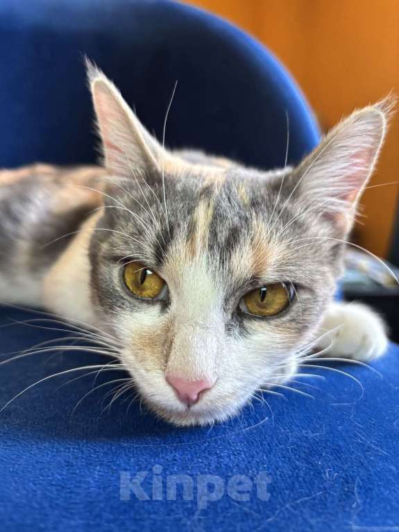 Кошки в Ростове-на-Дону: Кошечке - Трехцветочке срочно нужен дом Девочка, Бесплатно - фото 6