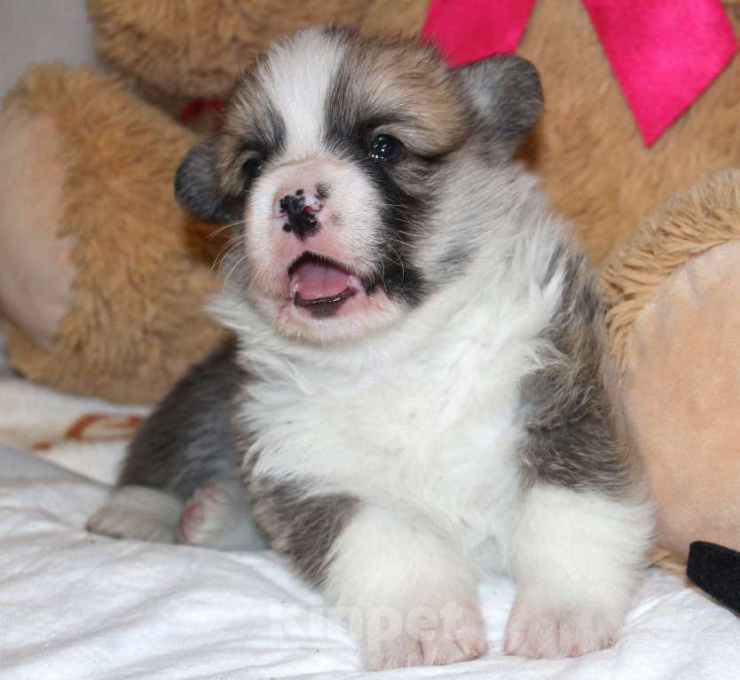 Собаки в других городах Московской области: Милый Страж В...  Мальчик, 50 000 руб. - фото 2