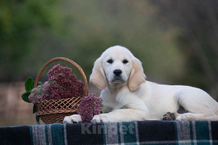 Собаки в Воронеже: Щенки золотистого ретривера  Мальчик, 60 000 руб. - фото 5