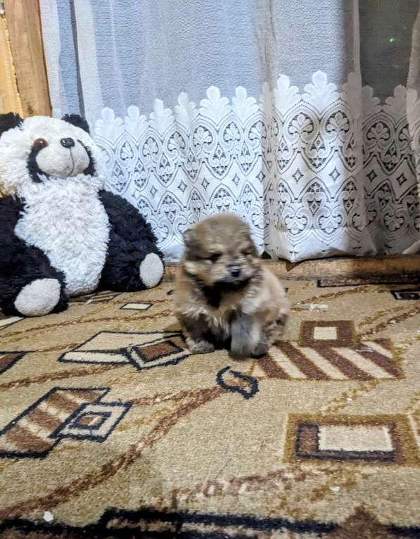 Собаки в других городах Ростовской области: Мишка померанец  Мальчик, 30 000 руб. - фото 1