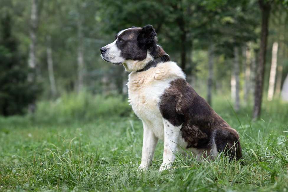 Собаки в Москве: Чебурашка Мальчик, Бесплатно - фото 3