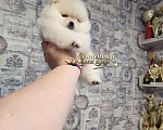 Собаки в Москве: Померанский шпиц мини медежоночек девочка Девочка, Бесплатно - фото 2