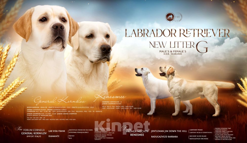 Собаки в Москве: Щенки лабрадора Мальчик, 90 000 руб. - фото 3