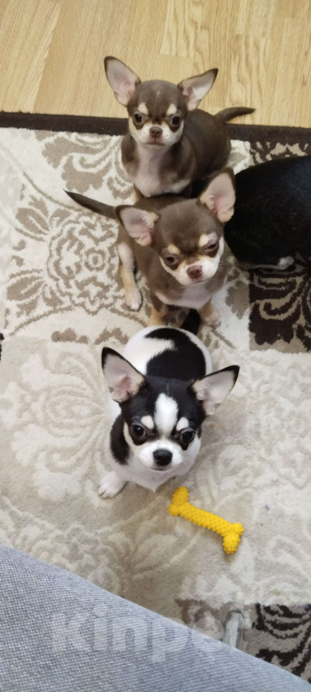 Собаки в Подольске: Щенок чихухуа (девочка) Девочка, 85 000 руб. - фото 3