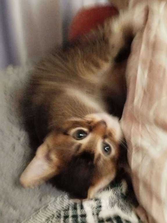 Кошки в Обнинске: Кошечка. 2 месяца. К лотку приучена, ест как сухой, так и влажный корм.  Девочка, Бесплатно - фото 3