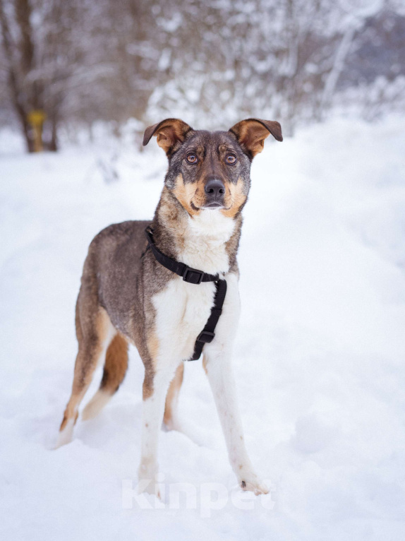 Собаки в Москве: Невероятно умная и ласковая Белка ищет своих людей Девочка, Бесплатно - фото 4