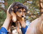 Собаки в Москве: Щенок Мальчик, Бесплатно - фото 7