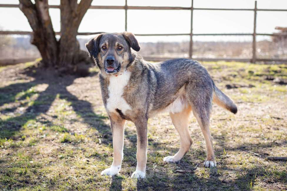 Собаки в Москве: Собака-компаньон в поисках семьи Мальчик, Бесплатно - фото 7