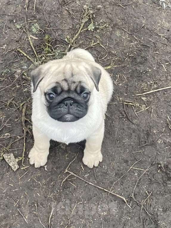 Собаки в Москве: Мопс Девочка, 45 000 руб. - фото 3