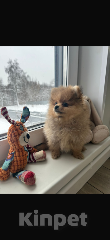 Собаки в других городах Московской области: Мили  Девочка, 40 000 руб. - фото 3