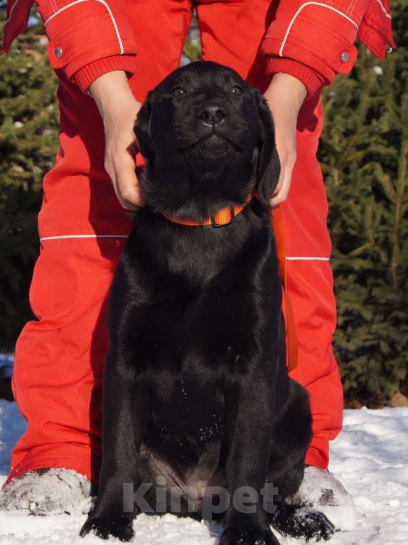 Собаки в Москве: Щенки лабрадора Разнополые, Бесплатно - фото 10