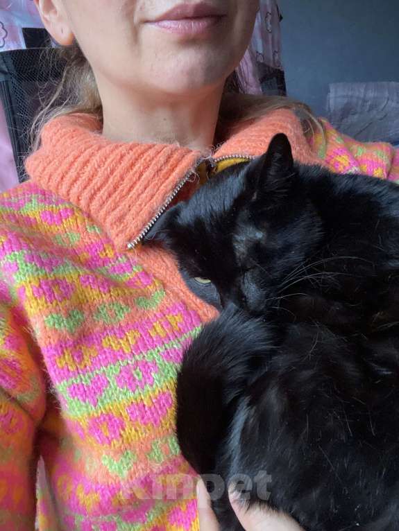 Кошки в Москве: Кошечка Девочка, Бесплатно - фото 8