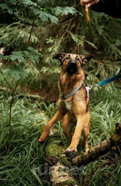 Собаки в Москве: Макс из приюта ищет дом  Мальчик, Бесплатно - фото 6