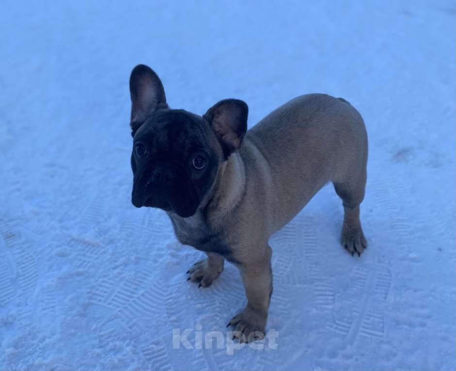Собаки в Санкт-Петербурге: Шикарный мальчик французского бульдога Мальчик, 45 000 руб. - фото 4