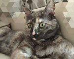 Кошки в Краснодаре: Котятки в добрые ручки  Девочка, Бесплатно - фото 1