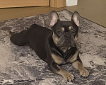 Собаки в Москве: Французский бульдог, вязка Мальчик, 7 000 руб. - фото 4