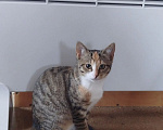 Кошки в Мурином: Котята в добрые руки Девочка, Бесплатно - фото 1