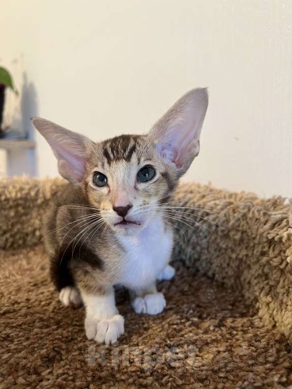 Кошки в Москве: Орик мальчик Мальчик, 25 000 руб. - фото 4