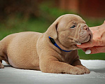 Собаки в Мытищах: Щенок американского булли  Мальчик, 130 000 руб. - фото 4