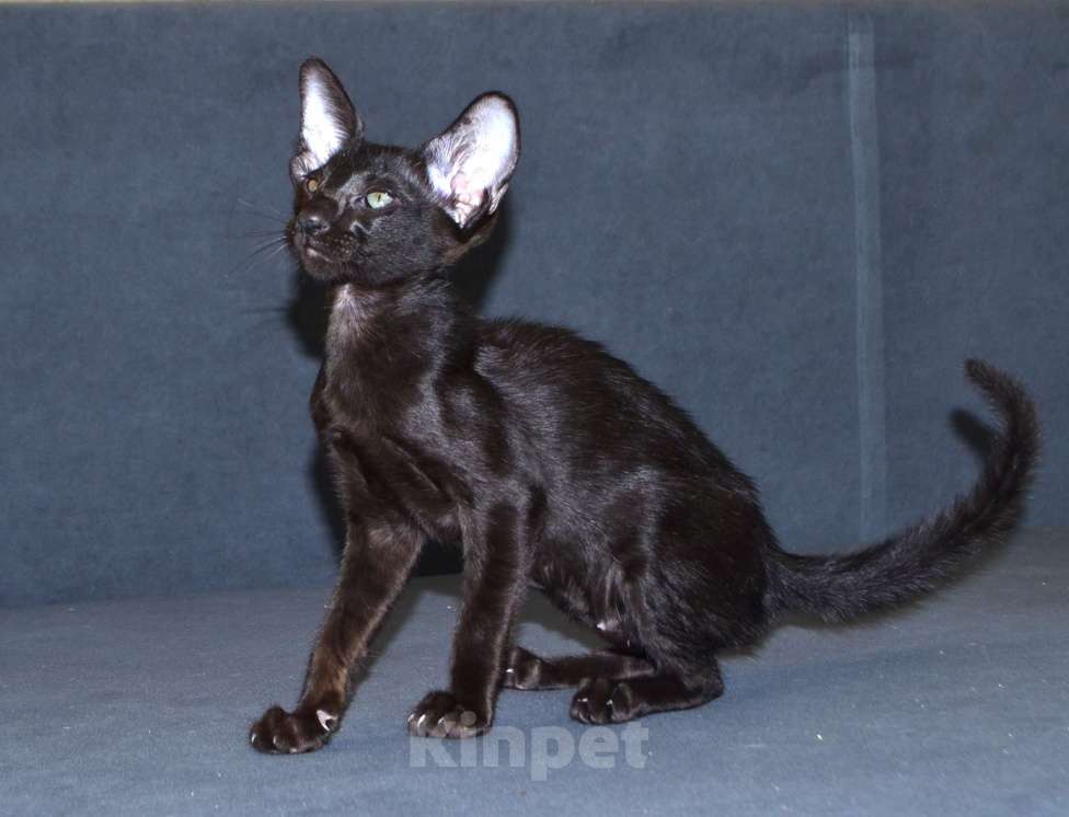 Кошки в Глазове: Хуба Буба Девочка, 40 000 руб. - фото 1