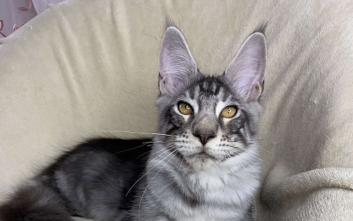 Черный серебристый мраморный мальчик мейн кун Жак