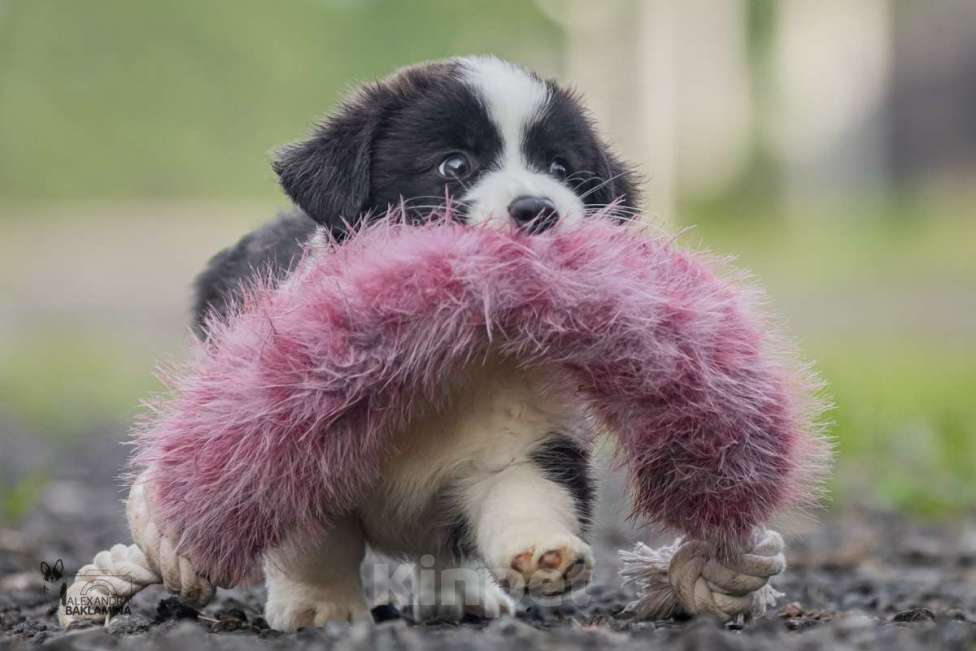 Собаки в Москве: Алеша Мальчик, 50 000 руб. - фото 2