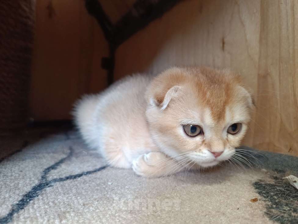 Кошки в Екатеринбурге: Вислоухая девочка окраса ny11 Девочка, 16 000 руб. - фото 4