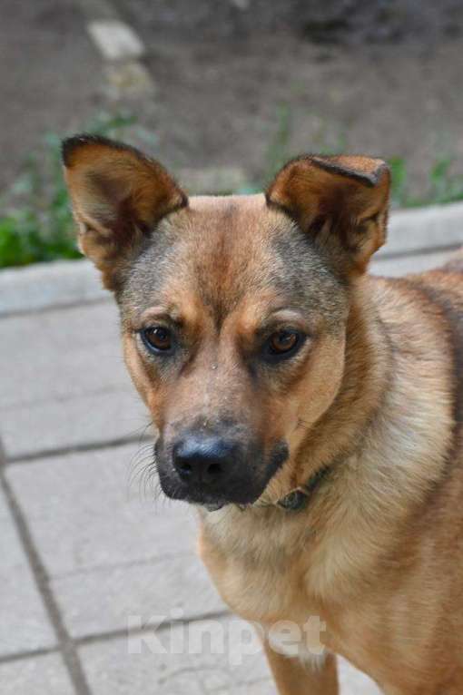 Собаки в Красногорске: Маленькая молодая собачка Каштанка ждёт в приюте своего хозяина Девочка, Бесплатно - фото 3