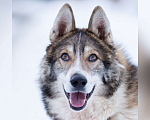 Собаки в Химках: Фенотип лайки в приюте, в добрые руки Мальчик, Бесплатно - фото 1
