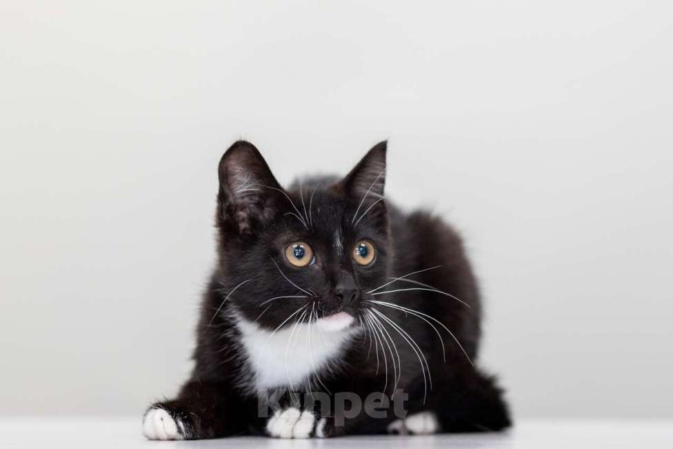 Кошки в Москве: Шалот Мальчик, Бесплатно - фото 4