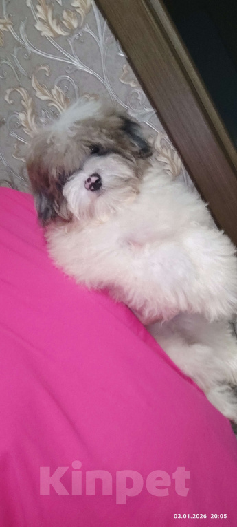 Собаки в Краснодаре: Голубой с белым Мальчик, 30 000 руб. - фото 1