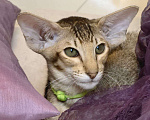 Кошки в Балашихе: Ориентальный котенок Дизель Мальчик, 80 000 руб. - фото 7