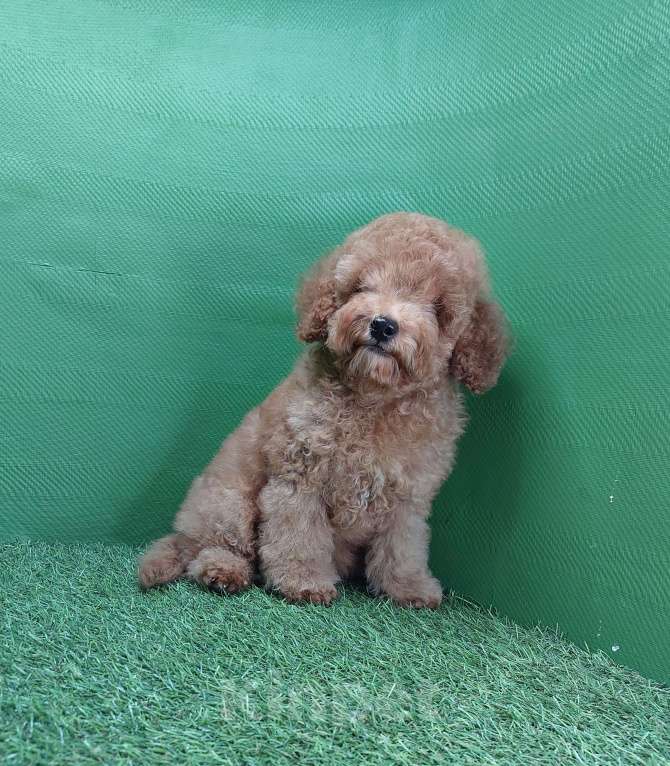 Собаки в других городах Московской области: Шикарный рыжий мальчик Тобби. Мальчик, 100 000 руб. - фото 7