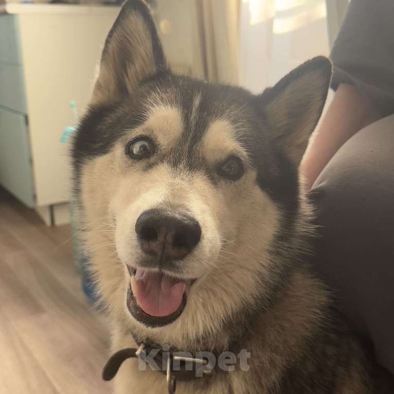 Собаки в Уфе: Потерялась девочка Хаски по кличке Дана, очень тактильная Девочка, Бесплатно - фото 3